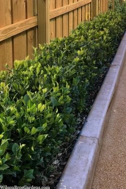 Summer Snow Gardenia - 3 Gallon Pot -SHRUBS and BUSHES Store gardenia jasminoides summer snow 11