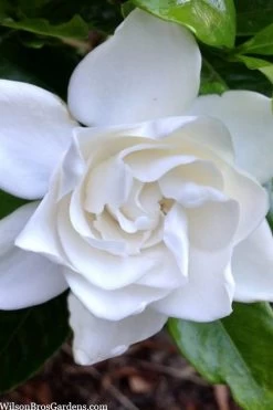Summer Snow Gardenia - 3 Gallon Pot -SHRUBS and BUSHES Store gardenia jasminoides summer snow 3
