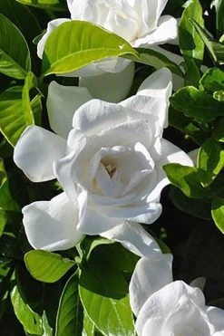 Summer Snow Gardenia - 3 Gallon Pot -SHRUBS and BUSHES Store gardenia jasminoides summer snow 4