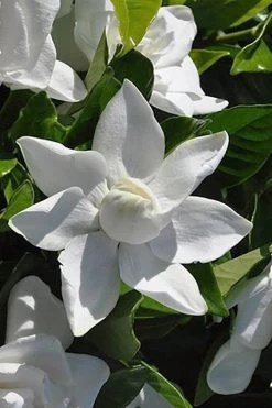 Summer Snow Gardenia - 3 Gallon Pot -SHRUBS and BUSHES Store gardenia jasminoides summer snow 5