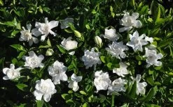 Summer Snow Gardenia - 3 Gallon Pot -SHRUBS and BUSHES Store gardenia jasminoides summer snow 9