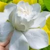 Gold Doubloon Gardenia - 6 Pack Of 1 Gallon Pots -SHRUBS and BUSHES Store gardenia ogon no hana gold doubloon 10 2