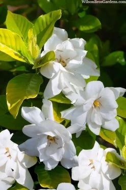 Gold Doubloon Gardenia - 3 Gallon Pot 10 Gold Doubloon Gardenia - 3 Gallon Pot -SHRUBS and BUSHES Store gardenia ogon no hana gold doubloon 3