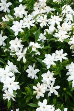 Radicans Creeping Dwarf Gardenia - 6 Pack Of 1 Gallon Pots -SHRUBS and BUSHES Store gardenia radicans 24
