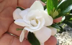 Jubilation Gardenia - 2.5 Quart Pot -SHRUBS and BUSHES Store gardeniajubilation 4