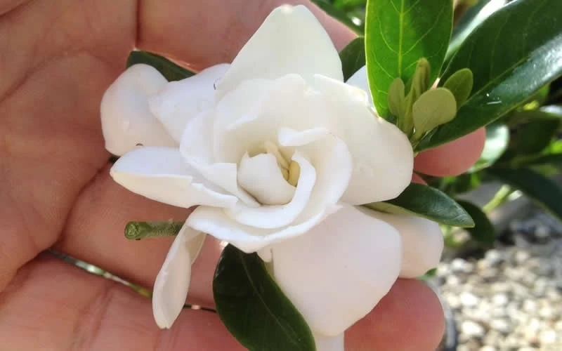 Jubilation Gardenia - 6 Pack Of 1 Gallon Pots 6 Jubilation Gardenia - 6 Pack Of 1 Gallon Pots - Image 4