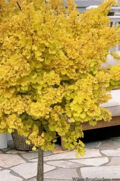 Mariken Dwarf Ginkgo Single Trunk Topiary Tree - 2 Gallon Pot -SHRUBS and BUSHES Store ginkgo biloba mariken single trunk topiary tree 1