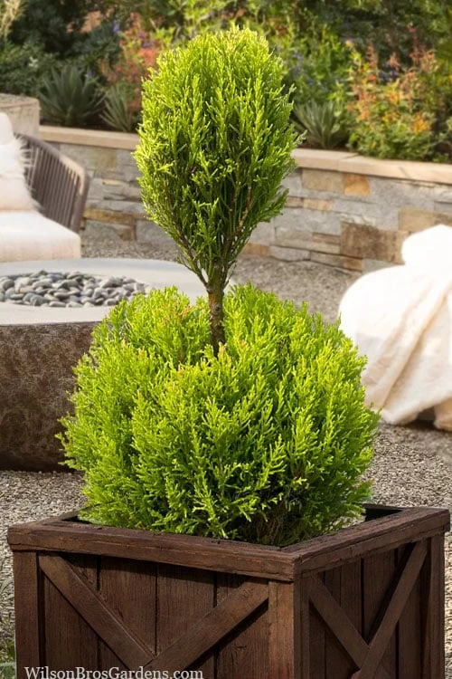 Goldcrest Monterey Lemon Cypress - 2-Ball Poodle Tier Topiary - 2 Gallon Pot 3 Goldcrest Monterey Lemon Cypress - 2-Ball Poodle Tier Topiary - 2 Gallon Pot
