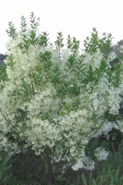 Grancy Graybeard - White Fringe Tree - 3 Gallon Pot 18 Grancy Graybeard - White Fringe Tree - 3 Gallon Pot -SHRUBS and BUSHES Store grancy graybeard tree 33