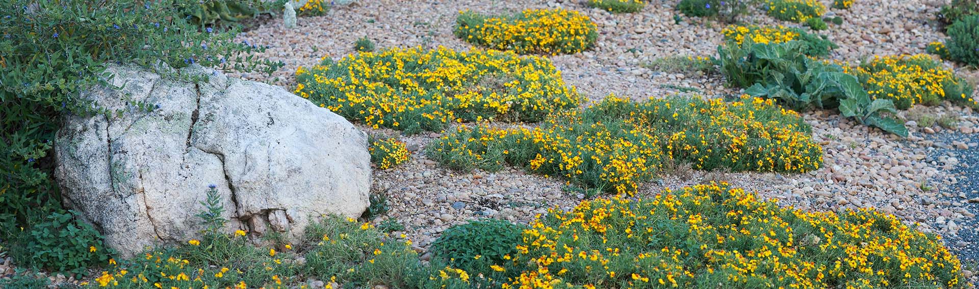 SHRUBS and BUSHES Store 24 SHRUBS and BUSHES Store -SHRUBS and BUSHES Store hcg groundcovers cat banner desktop 3