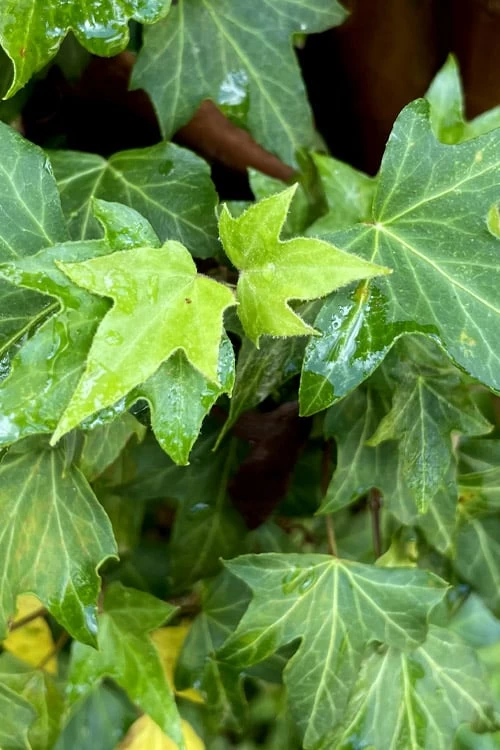 Wilson Ivy (Hedera Helix) - 5 Pack Of Quart Pots 8 Wilson Ivy (Hedera Helix) - 5 Pack Of Quart Pots - Image 6