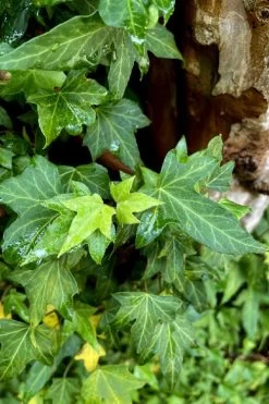 Wilson Ivy (Hedera Helix) - 5 Pack Of Quart Pots 11 Wilson Ivy (Hedera Helix) - 5 Pack Of Quart Pots -SHRUBS and BUSHES Store hedera helix wilsonii wilson ivy 2