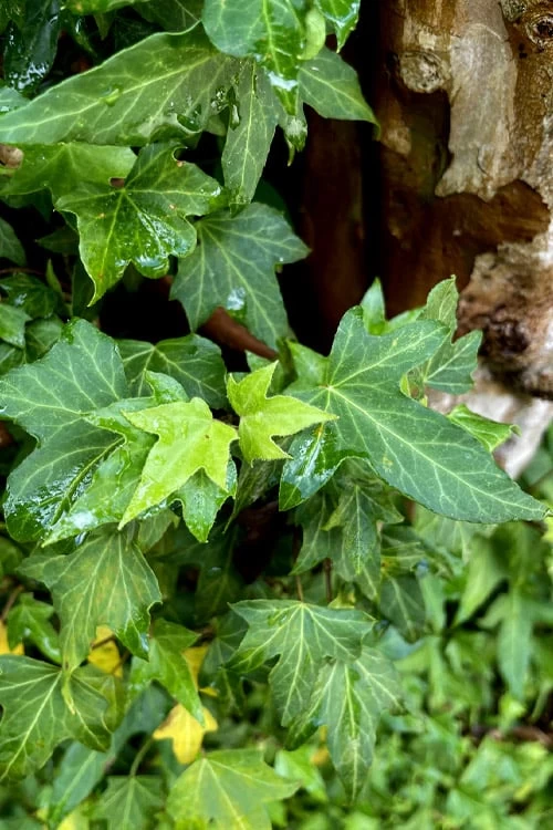 Wilson Ivy (Hedera Helix) - 5 Pack Of Quart Pots 6 Wilson Ivy (Hedera Helix) - 5 Pack Of Quart Pots - Image 4