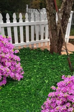 Wilson Ivy (Hedera Helix) - 5 Pack Of Quart Pots 12 Wilson Ivy (Hedera Helix) - 5 Pack Of Quart Pots -SHRUBS and BUSHES Store hedera helix wilsonii wilson ivy 5