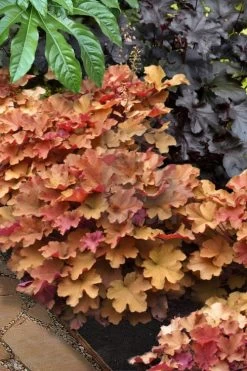 Caramel Heuchera (Villosa Hybrid) - 5 Pack Of Quart Pots 11 Caramel Heuchera (Villosa Hybrid) - 5 Pack Of Quart Pots -SHRUBS and BUSHES Store heuchera caramel 20