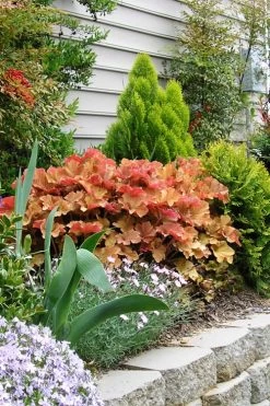 Caramel Heuchera (Villosa Hybrid) - 5 Pack Of Quart Pots 13 Caramel Heuchera (Villosa Hybrid) - 5 Pack Of Quart Pots -SHRUBS and BUSHES Store heuchera caramel 21