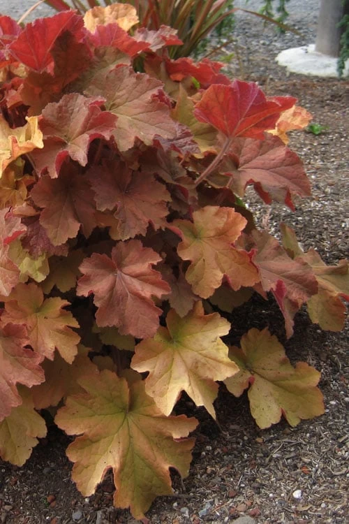 Caramel Heuchera (Villosa Hybrid) - 5 Pack Of Quart Pots 7 Caramel Heuchera (Villosa Hybrid) - 5 Pack Of Quart Pots - Image 5