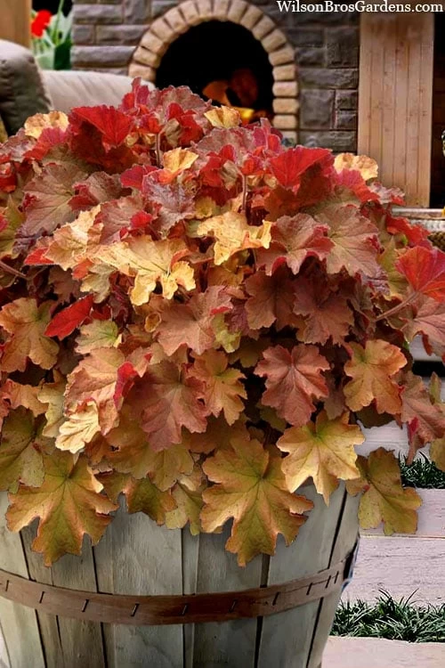 Caramel Heuchera (Villosa Hybrid) - 5 Pack Of Quart Pots 3 Caramel Heuchera (Villosa Hybrid) - 5 Pack Of Quart Pots