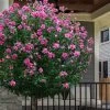 Lucy Rose Of Sharon (Single Trunk Tree) - 7 Gallon Pot (4-5') -SHRUBS and BUSHES Store hibiscus syriacus lucy rose of sharon tree 2