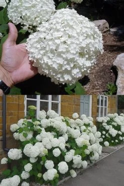 Annabelle Hydrangea - 3 Gallon Pot 18 Annabelle Hydrangea - 3 Gallon Pot -SHRUBS and BUSHES Store hydrangea annabelle 2 500x750 1