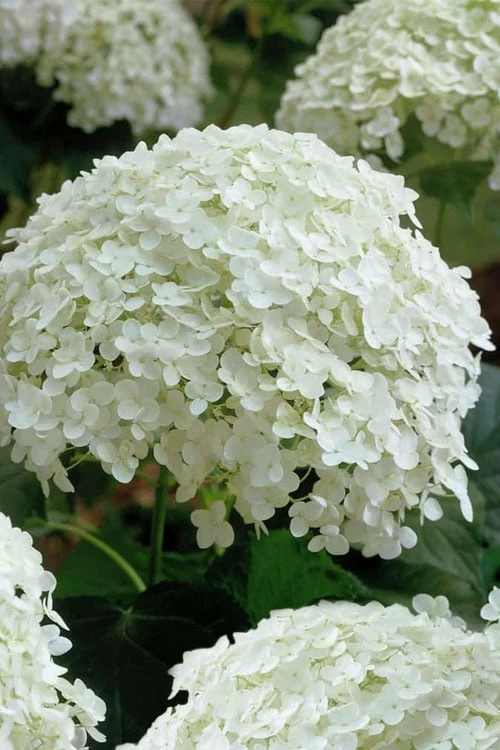Annabelle Hydrangea - 3 Gallon Pot 11 Annabelle Hydrangea - 3 Gallon Pot - Image 9