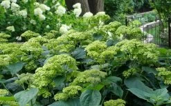Invincibelle Sublime Smooth Hydrangea - 3 Gallon Pot 19 Invincibelle Sublime Smooth Hydrangea - 3 Gallon Pot -SHRUBS and BUSHES Store hydrangea arborescens invincibelle sublime 2