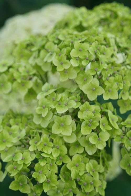 Invincibelle Sublime Smooth Hydrangea - 3 Gallon Pot 6 Invincibelle Sublime Smooth Hydrangea - 3 Gallon Pot - Image 4