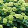 Invincibelle Sublime Smooth Hydrangea - 3 Gallon Pot -SHRUBS and BUSHES Store hydrangea arborescens invincibelle sublime 5