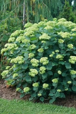 Invincibelle Sublime Smooth Hydrangea - 3 Gallon Pot 16 Invincibelle Sublime Smooth Hydrangea - 3 Gallon Pot -SHRUBS and BUSHES Store hydrangea arborescens invincibelle sublime 6
