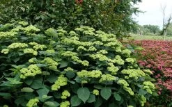 Invincibelle Sublime Smooth Hydrangea - 3 Gallon Pot 15 Invincibelle Sublime Smooth Hydrangea - 3 Gallon Pot -SHRUBS and BUSHES Store hydrangea arborescens invincibelle sublime 8