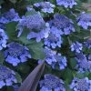 Bluebird Hydrangea - 3 Gallon Pot 1 Bluebird Hydrangea - 3 Gallon Pot -SHRUBS and BUSHES Store hydrangea bluebird 21