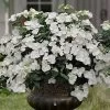 Fairytrail Bride Cascade Hydrangea - 2 Gallon Pot 1 Fairytrail Bride Cascade Hydrangea - 2 Gallon Pot -SHRUBS and BUSHES Store hydrangea fairytrail bride 11