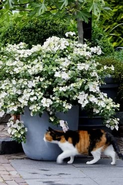 Fairytrail Bride Cascade Hydrangea - 2 Gallon Pot -SHRUBS and BUSHES Store hydrangea fairytrail bride 7