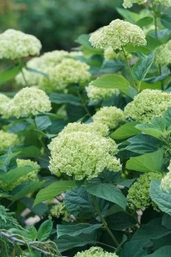 Invincibelle Sublime Smooth Hydrangea - 3 Gallon Pot 17 Invincibelle Sublime Smooth Hydrangea - 3 Gallon Pot -SHRUBS and BUSHES Store hydrangea invincibelle sublime 500x750 1