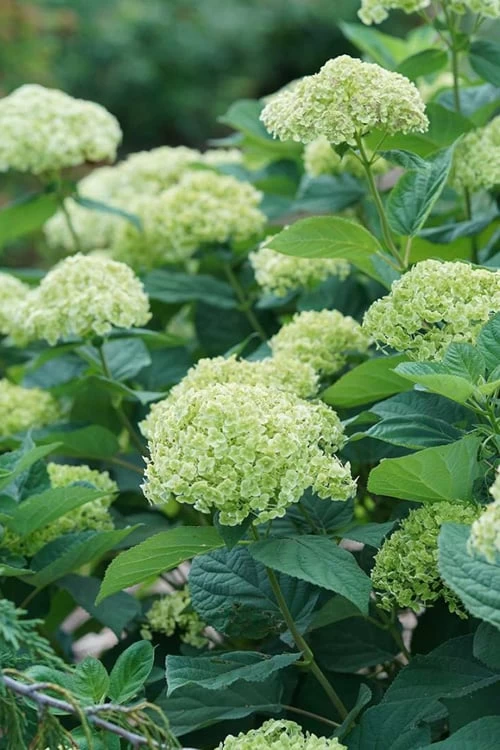 Invincibelle Sublime Smooth Hydrangea - 3 Gallon Pot 9 Invincibelle Sublime Smooth Hydrangea - 3 Gallon Pot - Image 7