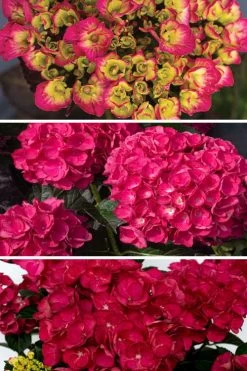 Akadama Hydrangea - 3 Gallon Pot 11 Akadama Hydrangea - 3 Gallon Pot -SHRUBS and BUSHES Store hydrangea macrophylla akadama 3