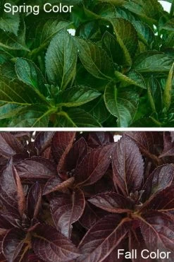 Akadama Hydrangea - 3 Gallon Pot 12 Akadama Hydrangea - 3 Gallon Pot -SHRUBS and BUSHES Store hydrangea macrophylla akadama 4