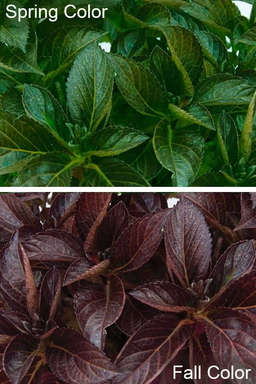 Akadama Hydrangea - 3 Gallon Pot 7 Akadama Hydrangea - 3 Gallon Pot - Image 5