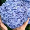 Big Daddy Hydrangea - 3 Gallon Pot 2 Big Daddy Hydrangea - 3 Gallon Pot -SHRUBS and BUSHES Store hydrangea macrophylla big daddy 101 2