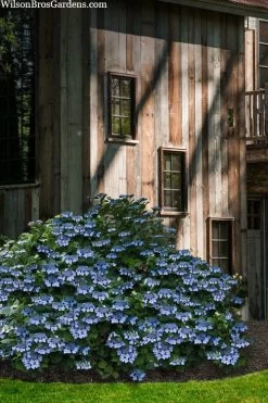 Blue Wave Lacecap Hydrangea - 3 Gallon Pot 16 Blue Wave Lacecap Hydrangea - 3 Gallon Pot -SHRUBS and BUSHES Store hydrangea macrophylla blue wave 22