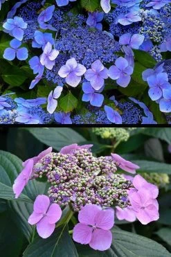 Blue Wave Lacecap Hydrangea - 3 Gallon Pot 17 Blue Wave Lacecap Hydrangea - 3 Gallon Pot -SHRUBS and BUSHES Store hydrangea macrophylla blue wave 24