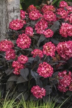 Eclipse Bigleaf Hydrangea - 3 Gallon Pot -SHRUBS and BUSHES Store hydrangea macrophylla eclipse 3