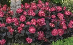 Eclipse Bigleaf Hydrangea - 3 Gallon Pot -SHRUBS and BUSHES Store hydrangea macrophylla eclipse 4