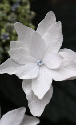 Fuji Waterfall Hydrangea - 3 Gallon Pot