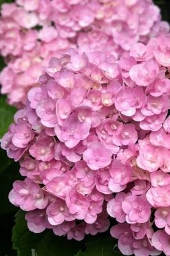 Love Hydrangea - 3 Gallon Pot 10 Love Hydrangea - 3 Gallon Pot -SHRUBS and BUSHES Store hydrangea macrophylla love 5