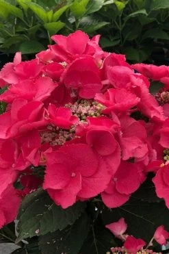 Cherry Explosion Hydrangea - 1 Gallon Pot 9 Cherry Explosion Hydrangea - 1 Gallon Pot -SHRUBS and BUSHES Store hydrangea macrophylla mckay cherry explosion 100