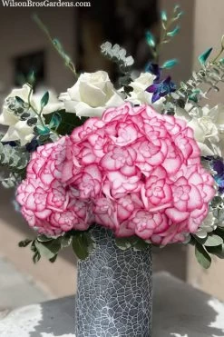 Miss Saori Hydrangea - 1 Gallon Pot -SHRUBS and BUSHES Store hydrangea macrophylla miss saori 20