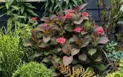 Miss Saori Hydrangea - 1 Gallon Pot -SHRUBS and BUSHES Store hydrangea macrophylla miss saori 9