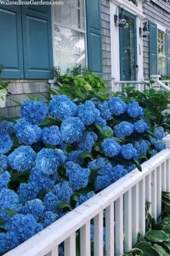 Nantucket Blue Hydrangea - 3 Gallon Pot 12 Nantucket Blue Hydrangea - 3 Gallon Pot -SHRUBS and BUSHES Store hydrangea macrophylla nantucket 2