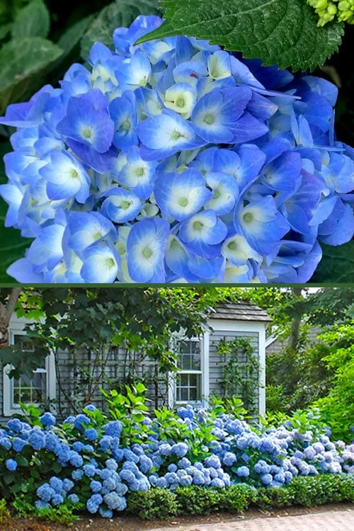 Nantucket Blue Hydrangea - 3 Gallon Pot 8 Nantucket Blue Hydrangea - 3 Gallon Pot - Image 6